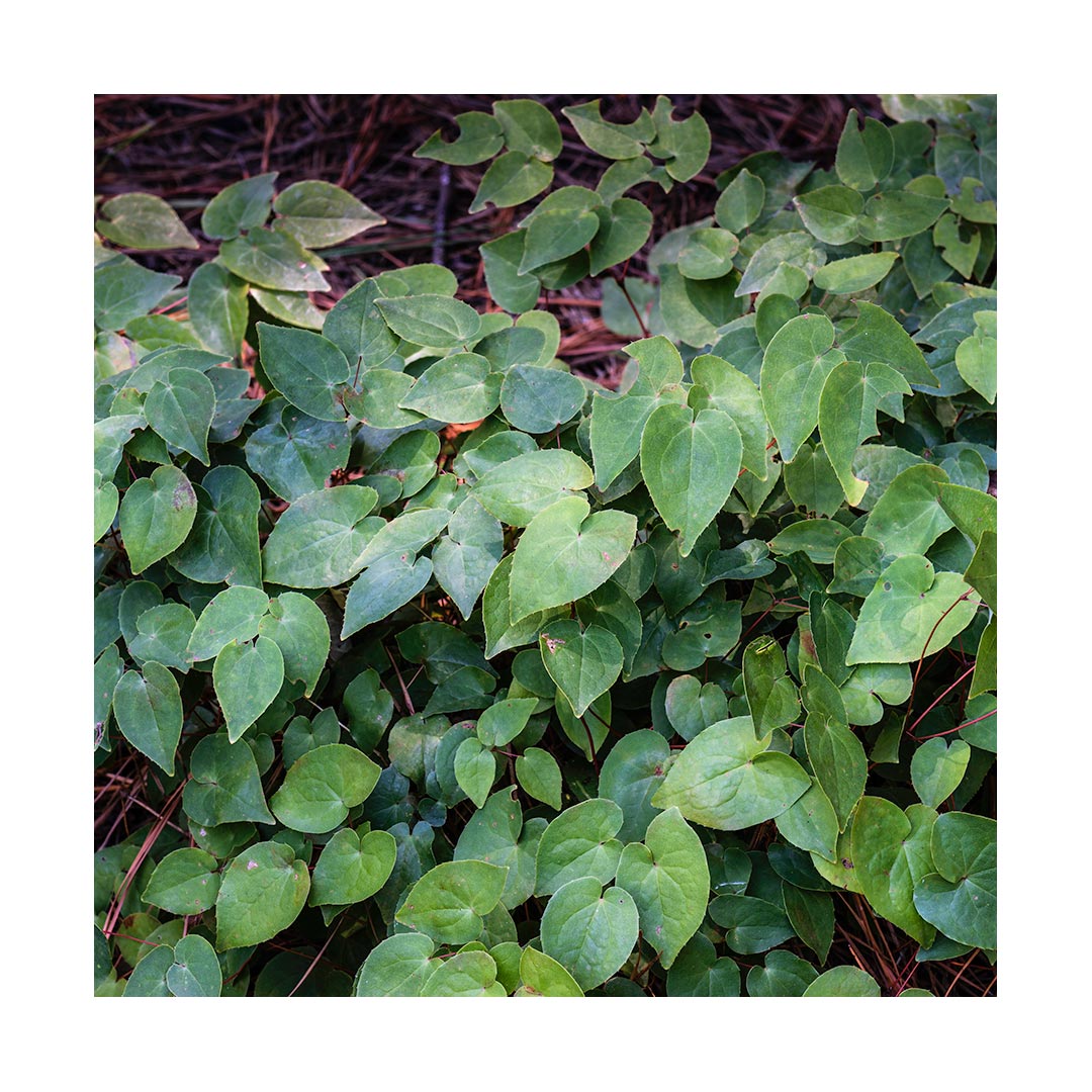 Horny Goat Weed (Organic)