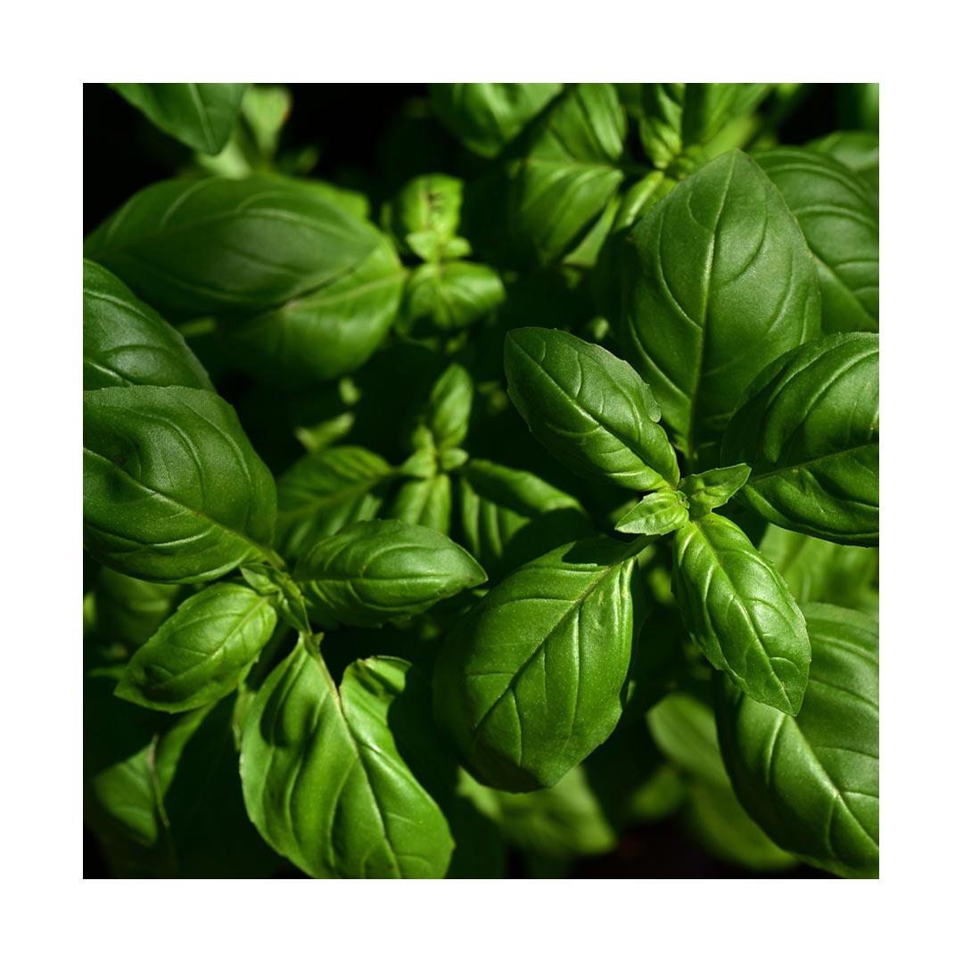 Basil Leaf (Organic)
