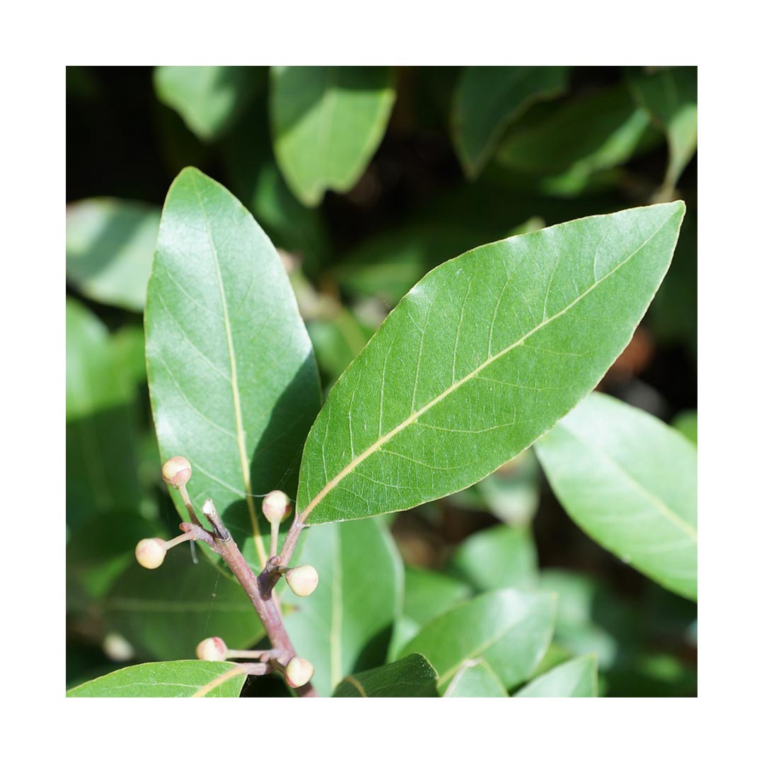 Bay Leaf (Oragnic)