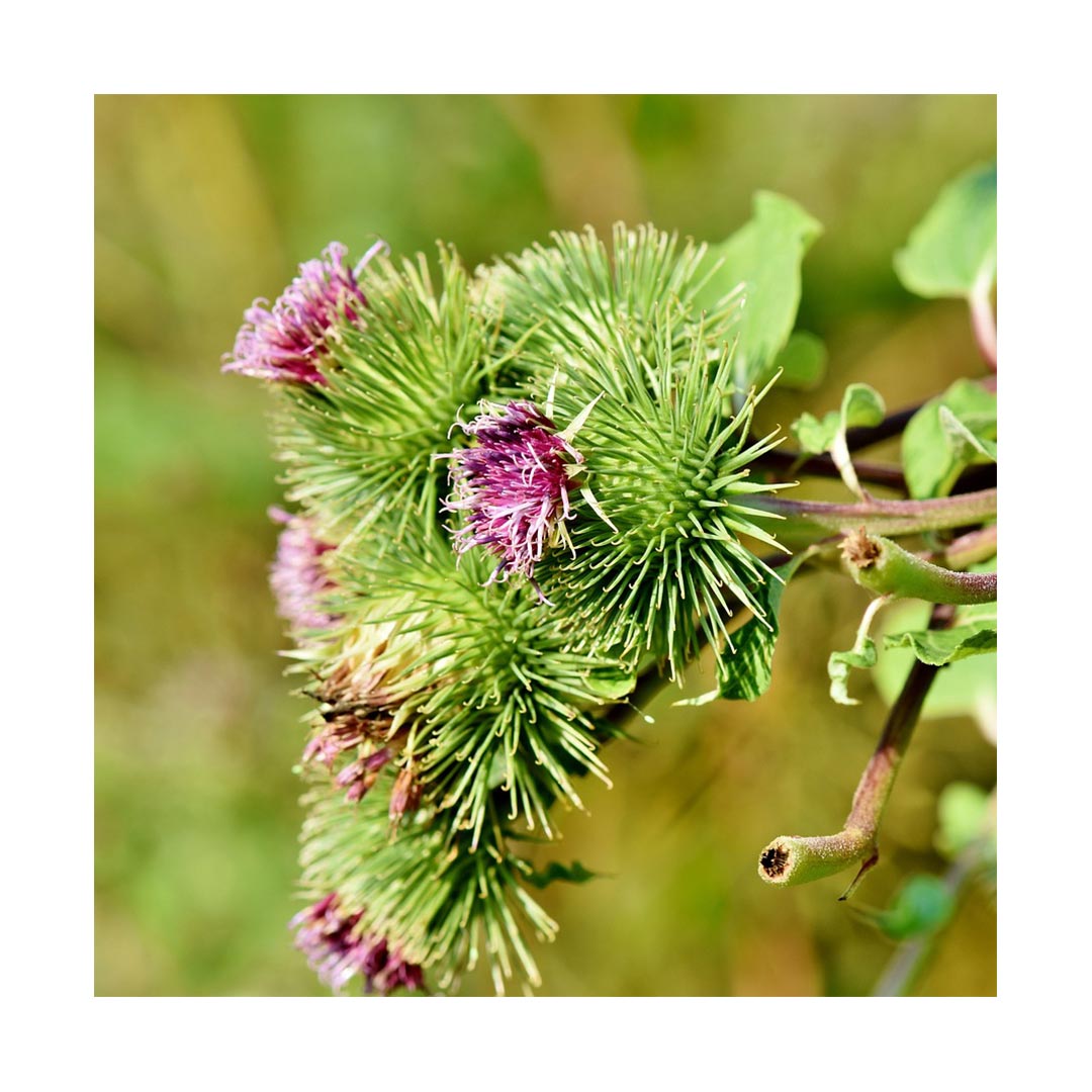 Burdock Root (Organic)