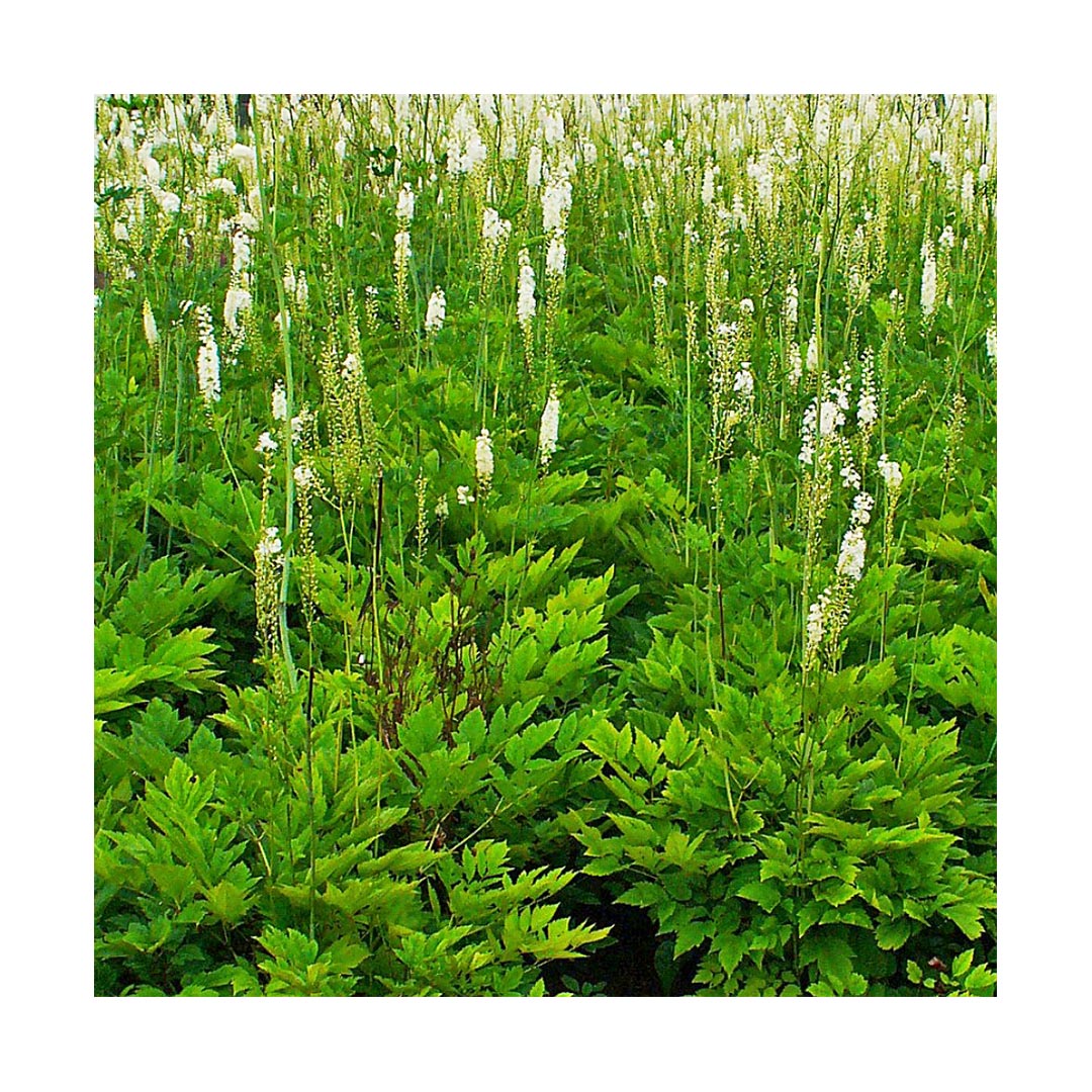 Black Cohosh Root (Organic)