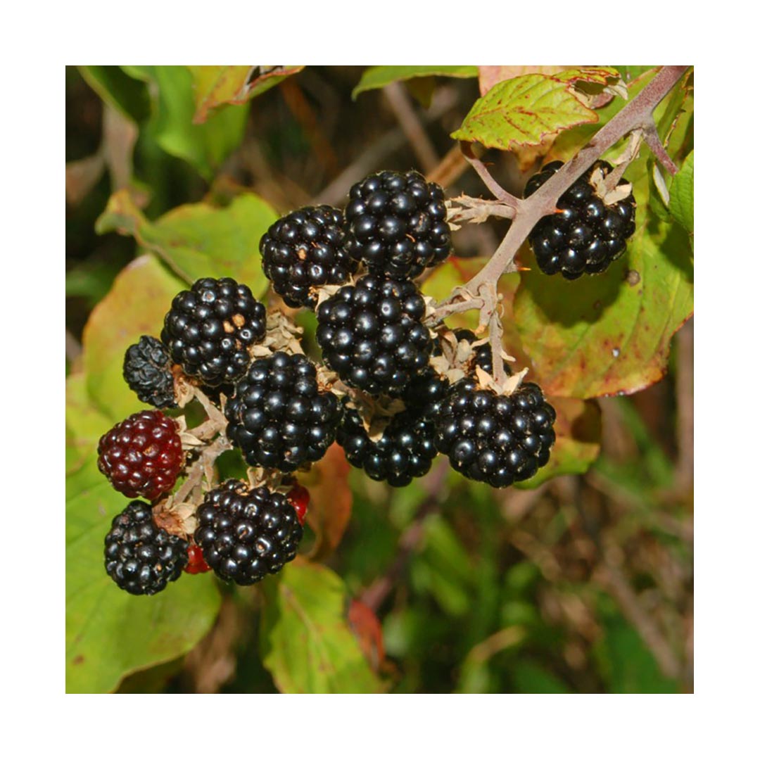 Blackberry Leaf (Organic)