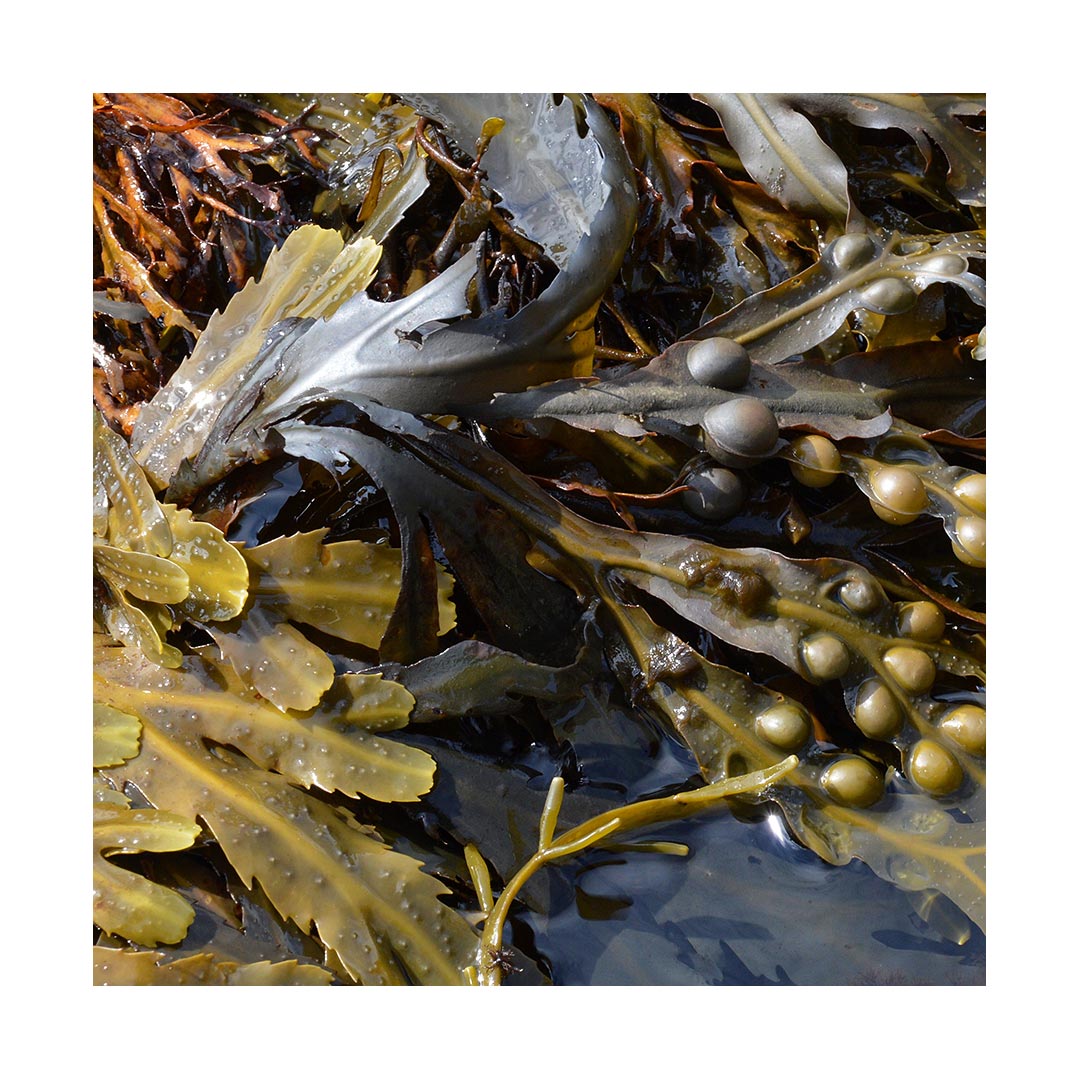Bladderwrack (Organic)