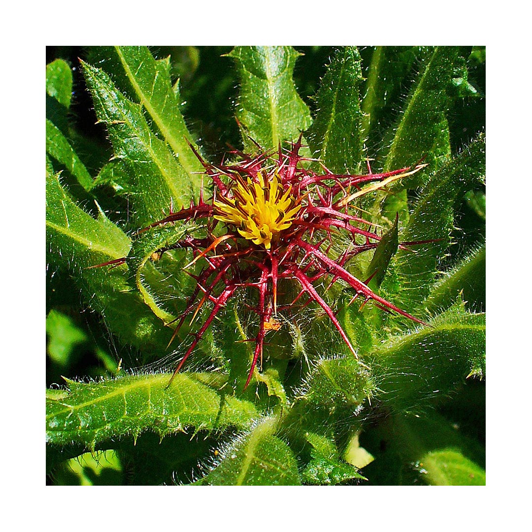 Blessed Thistle (Organic)