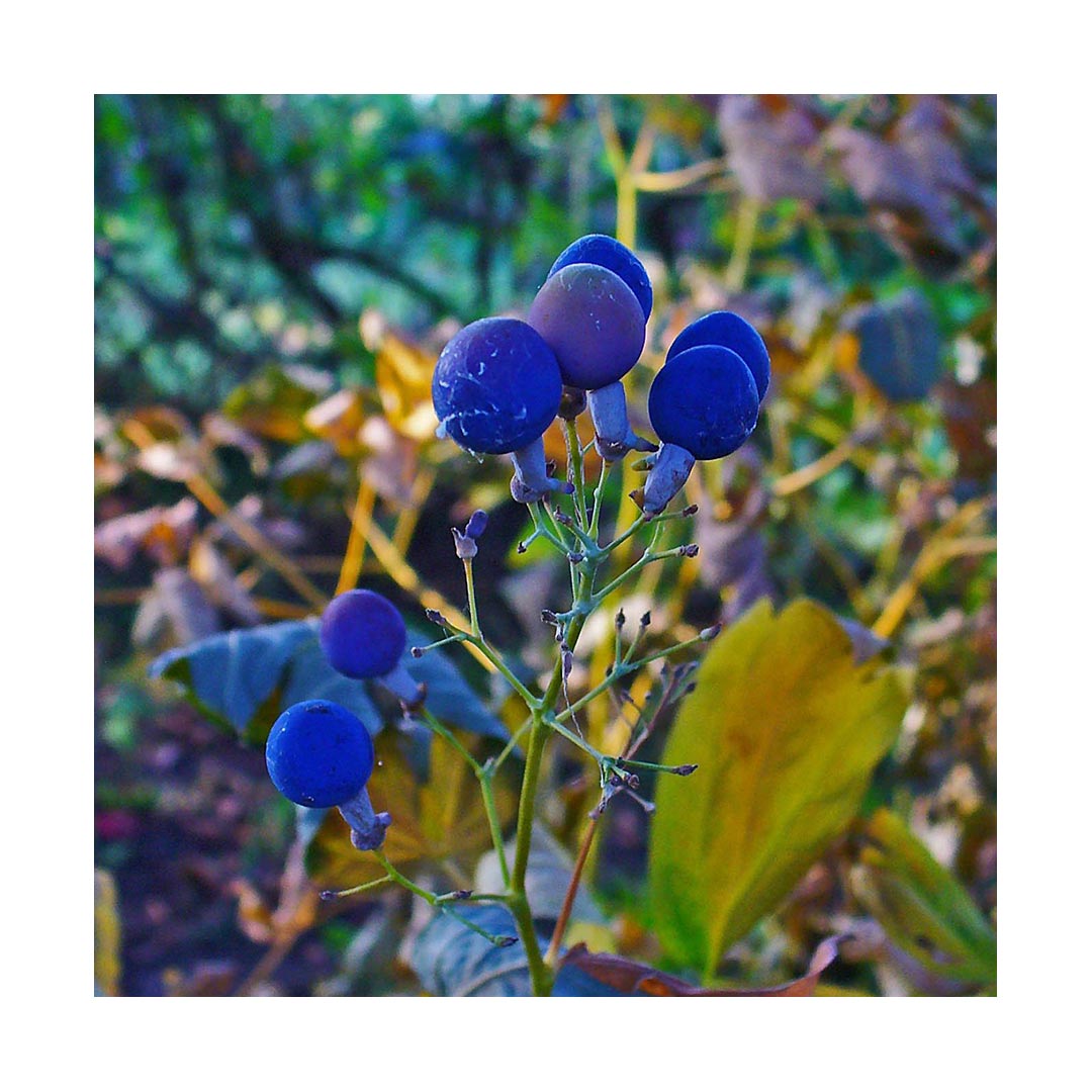 Blue Cohosh Root