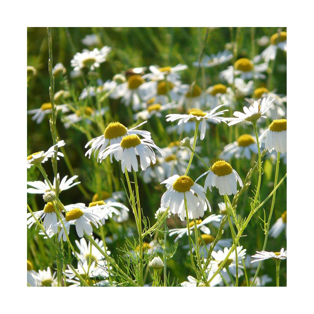 Chamomile Flowers