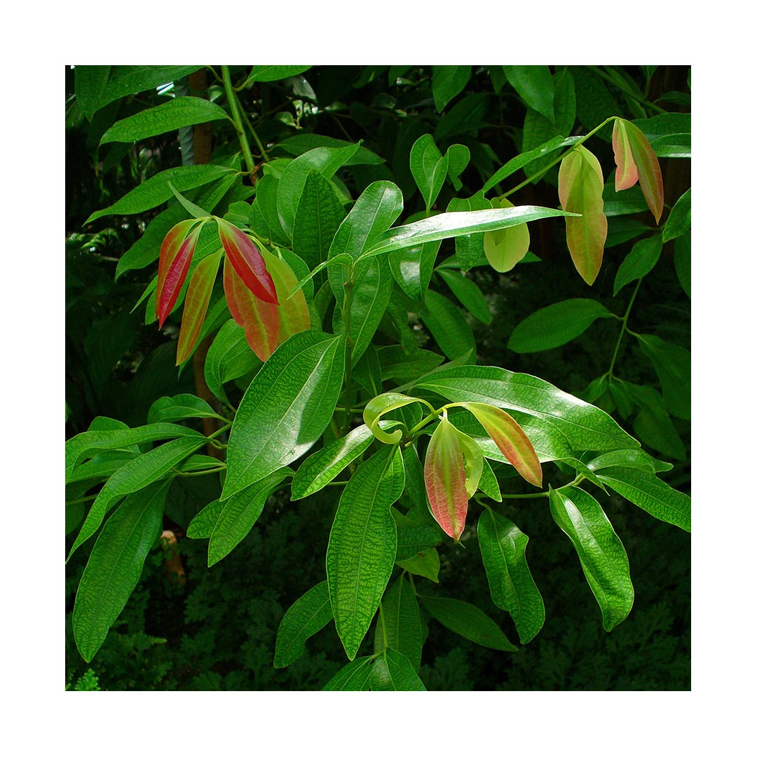 Cinnamon Powder (Organic)