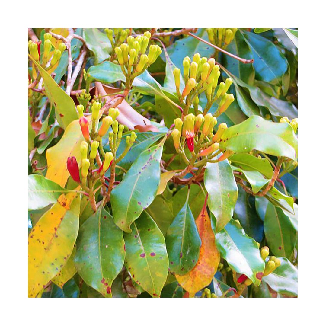 Cloves (Organic)