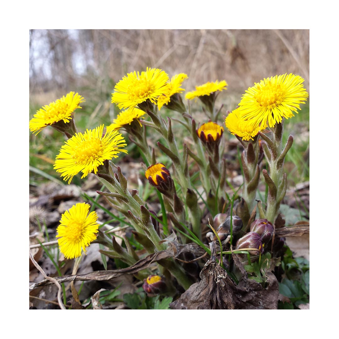 Coltsfoot Leaf (Organic)