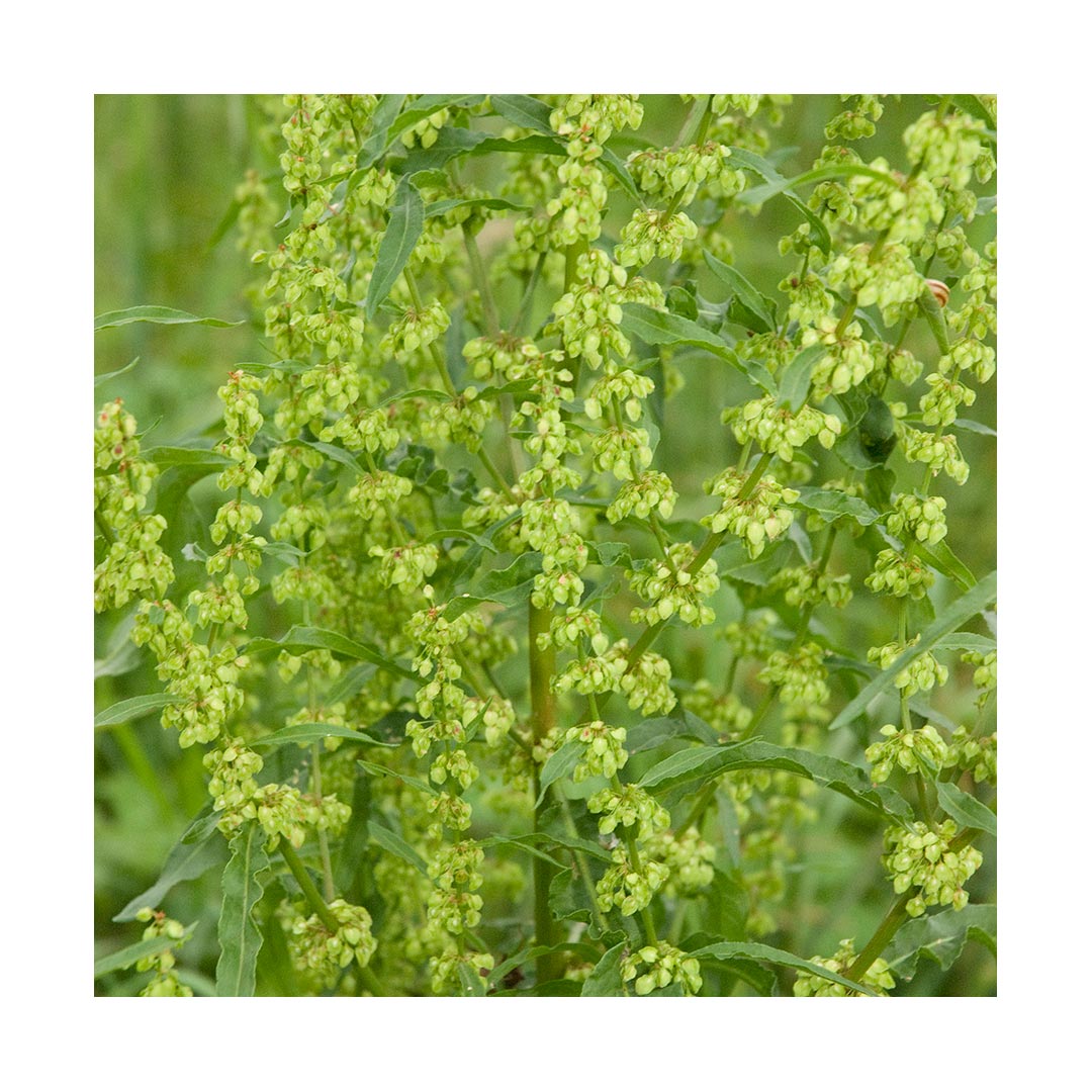 Yellowdock Root (Organic)
