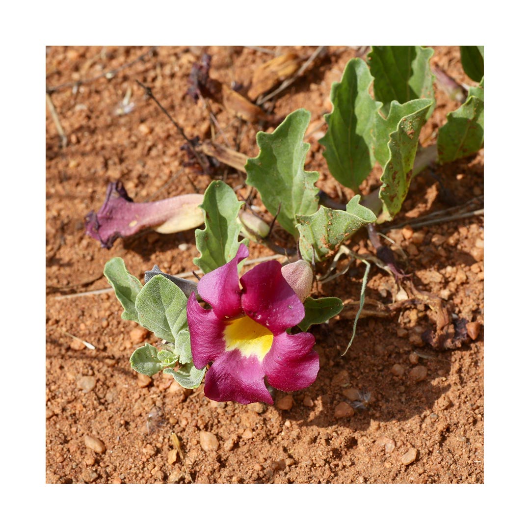 Devil's Claw Root Powder (Organic)