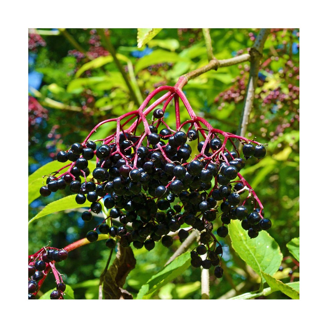 Elderberries