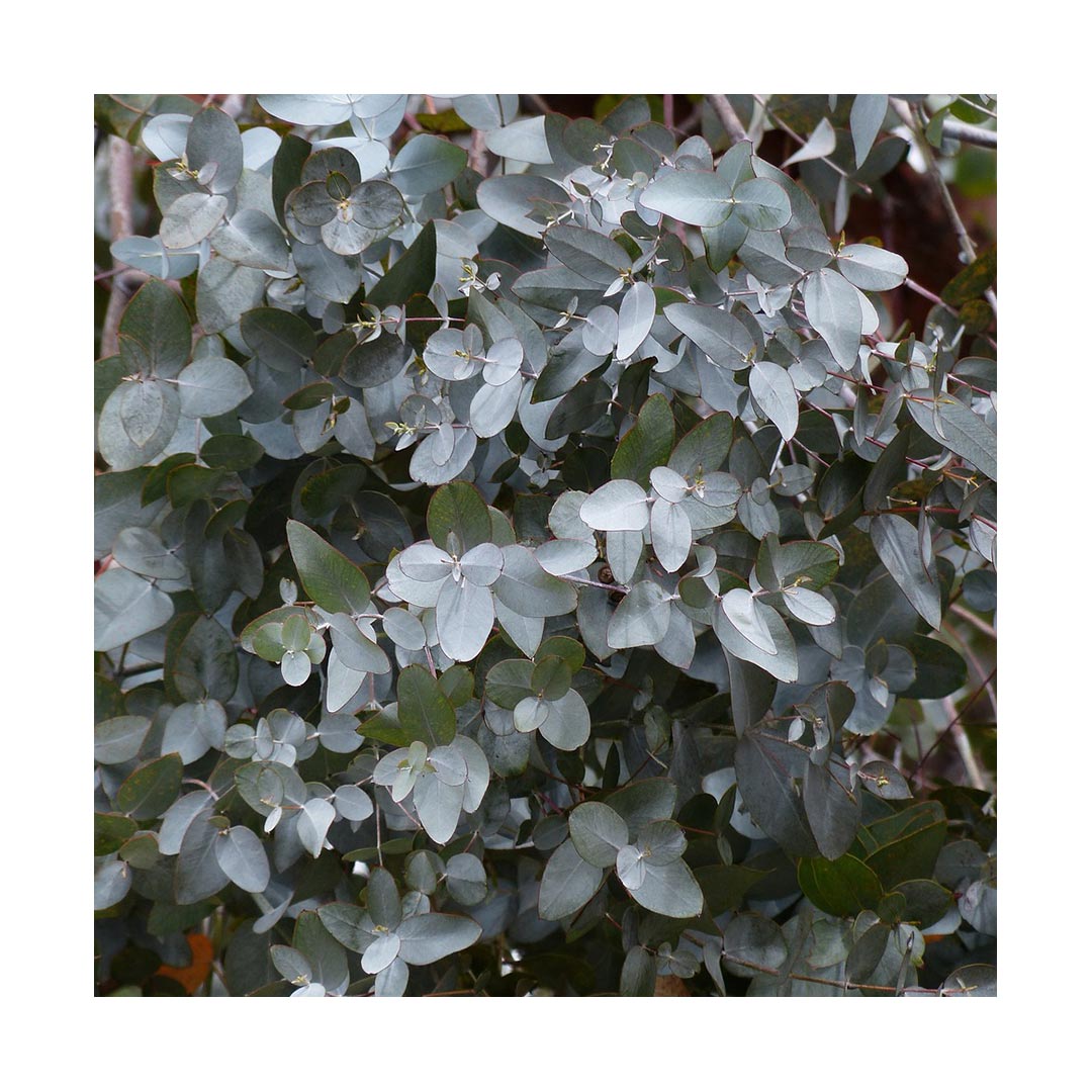 Eucalyptus Leaf (Organic)