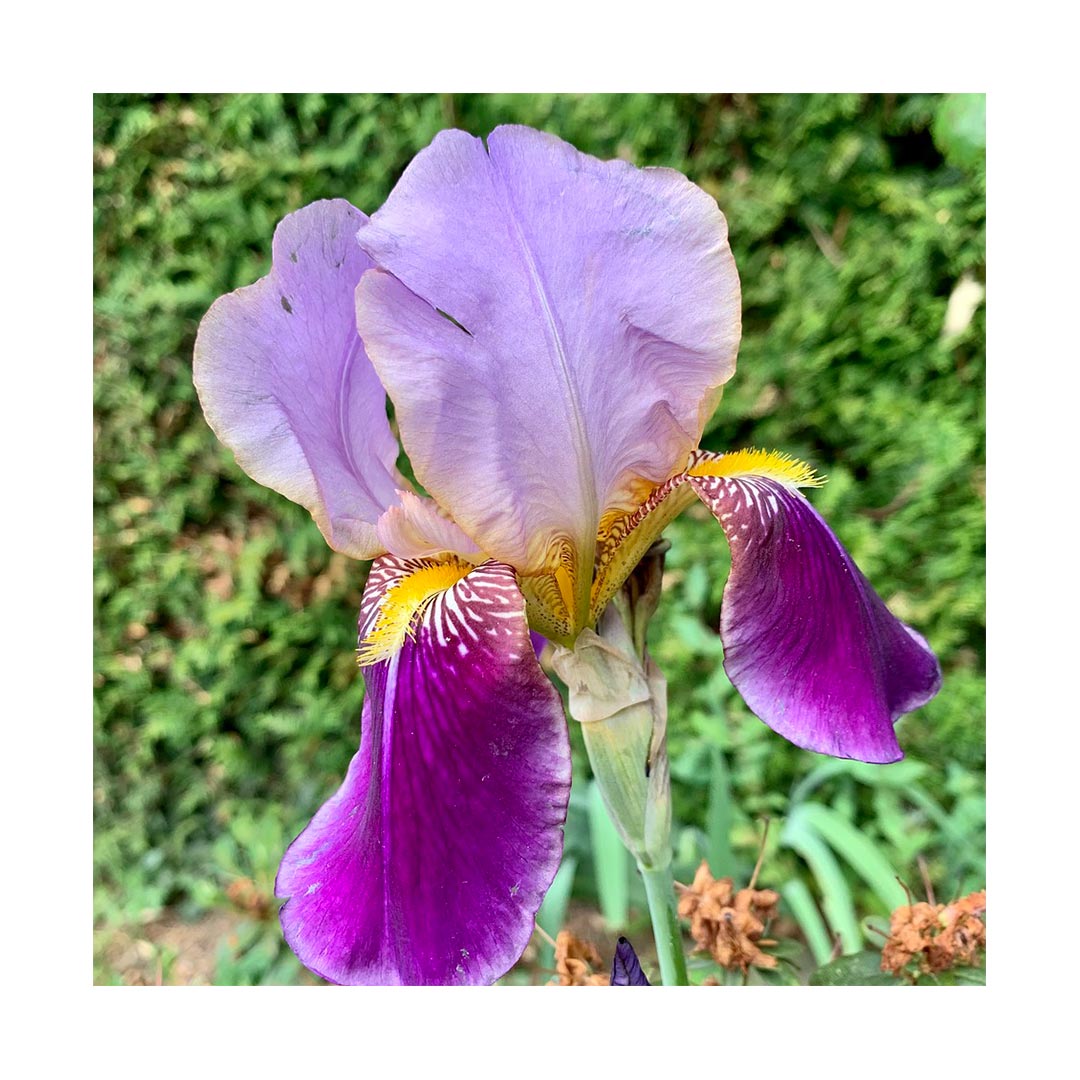 Orris Root (Organic)