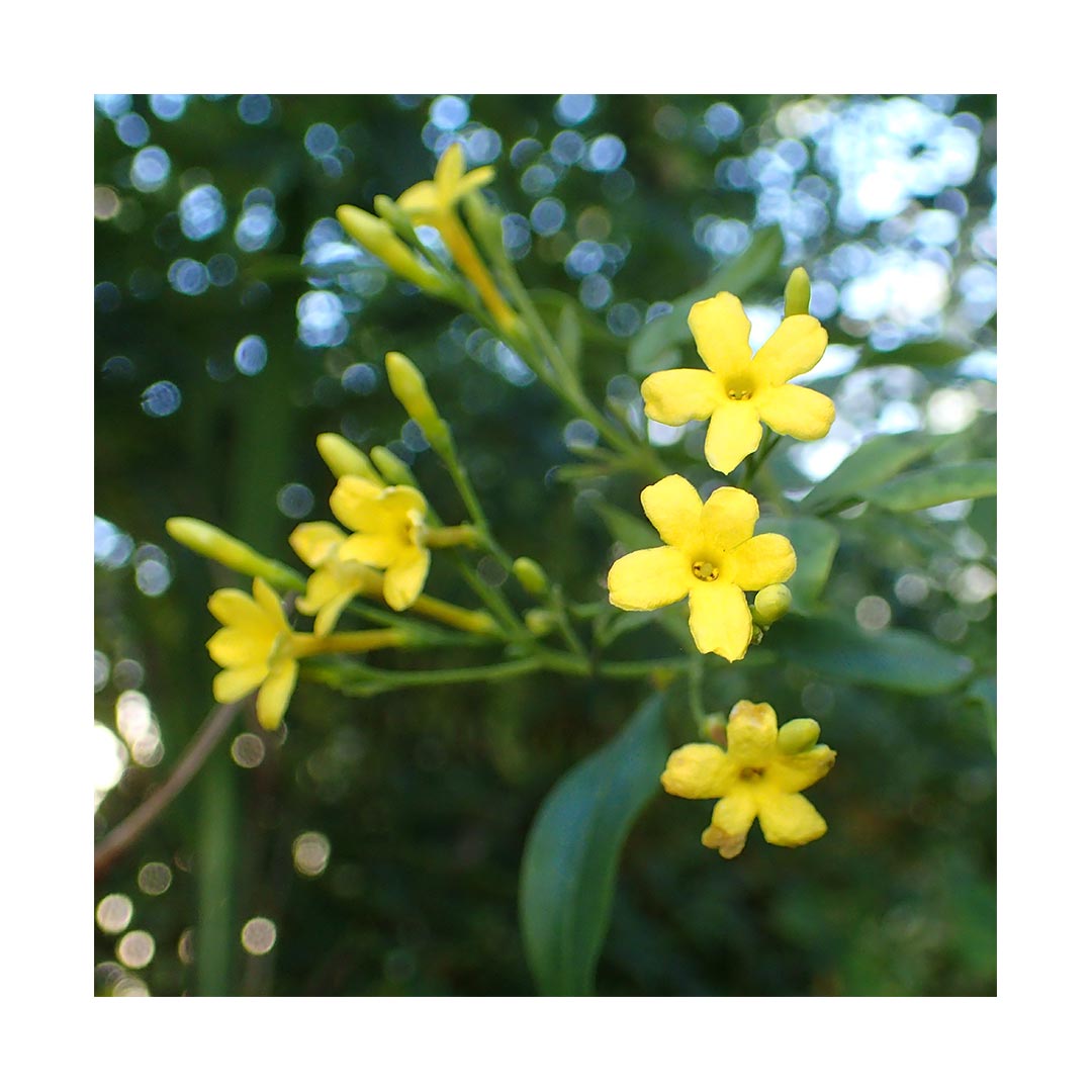 Jasmine Flowers