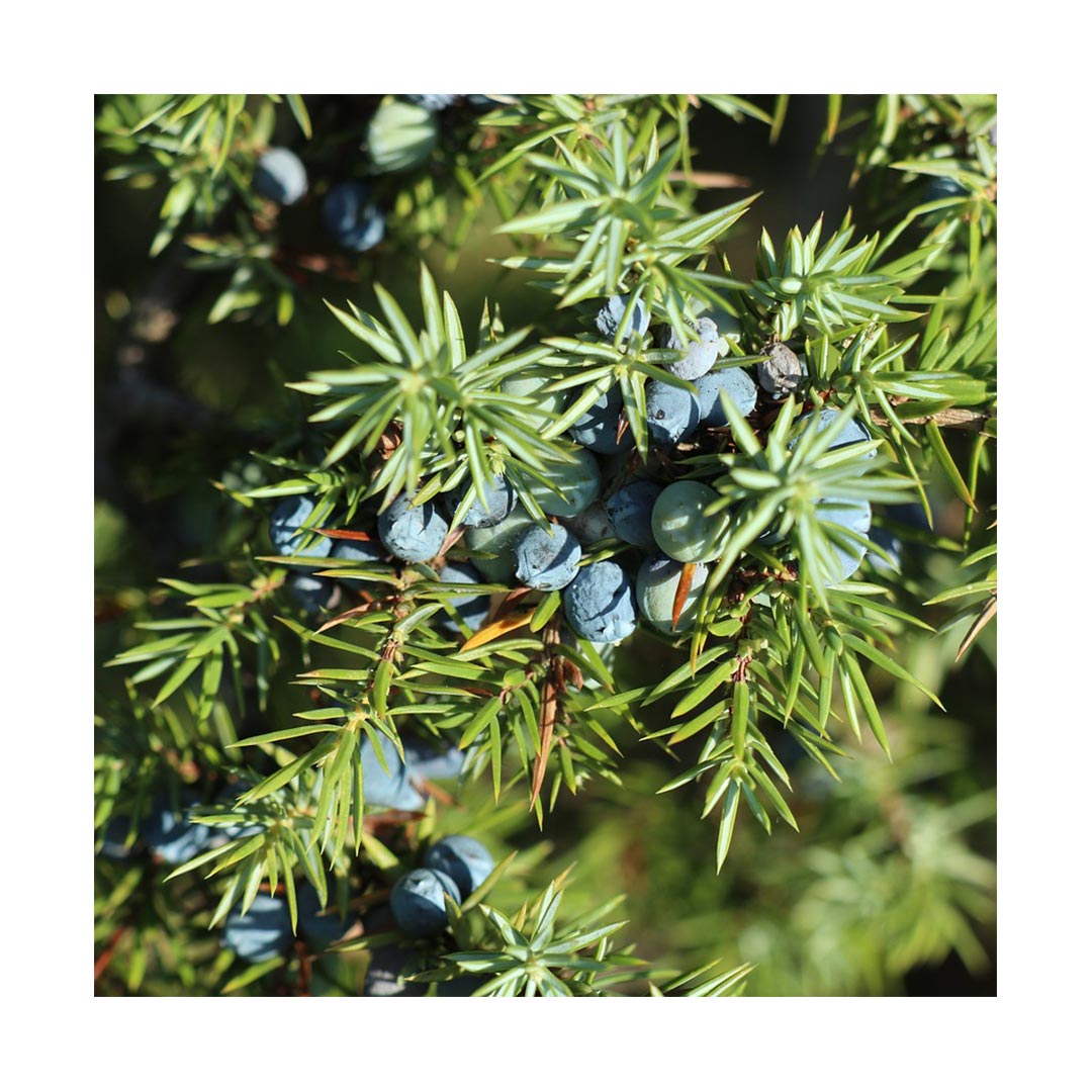 Juniper Berries (Organic)