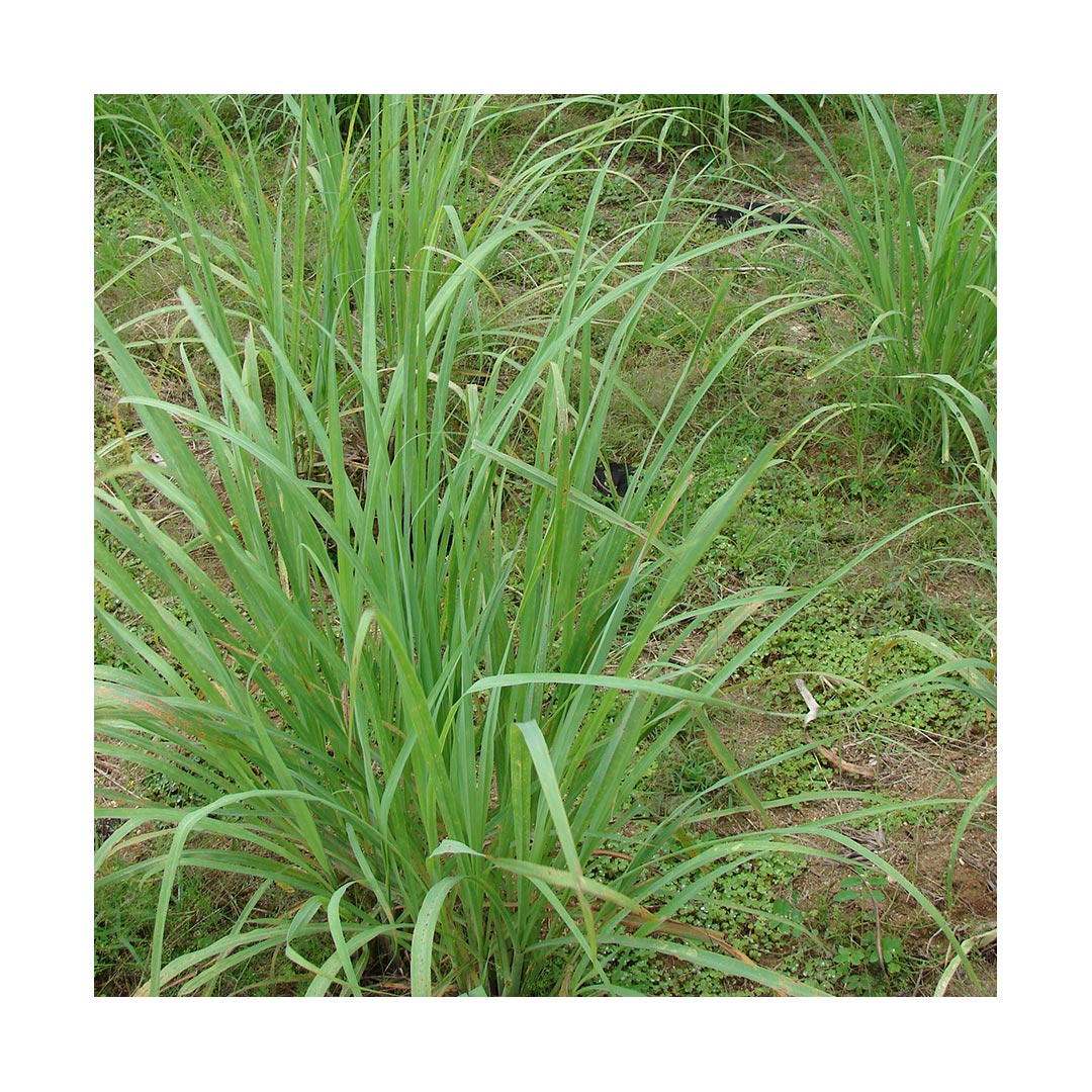 Lemongrass (Organic)