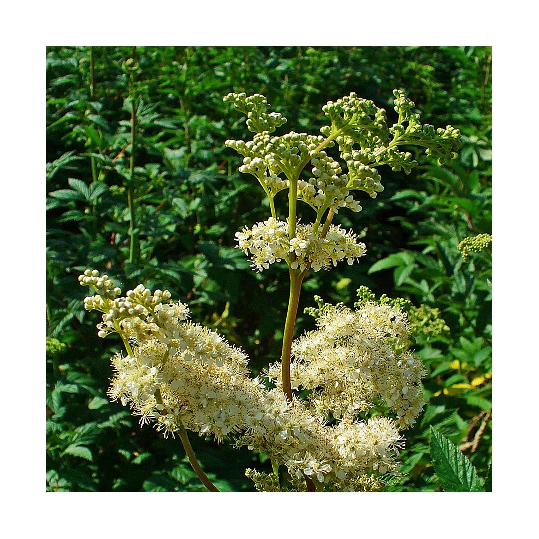 Meadowsweet (Organic)