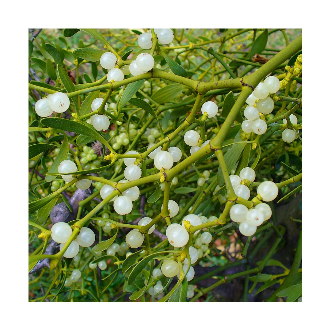 Mistletoe (Organic)