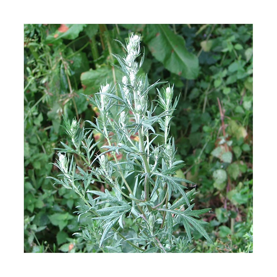 Mugwort (Organic)