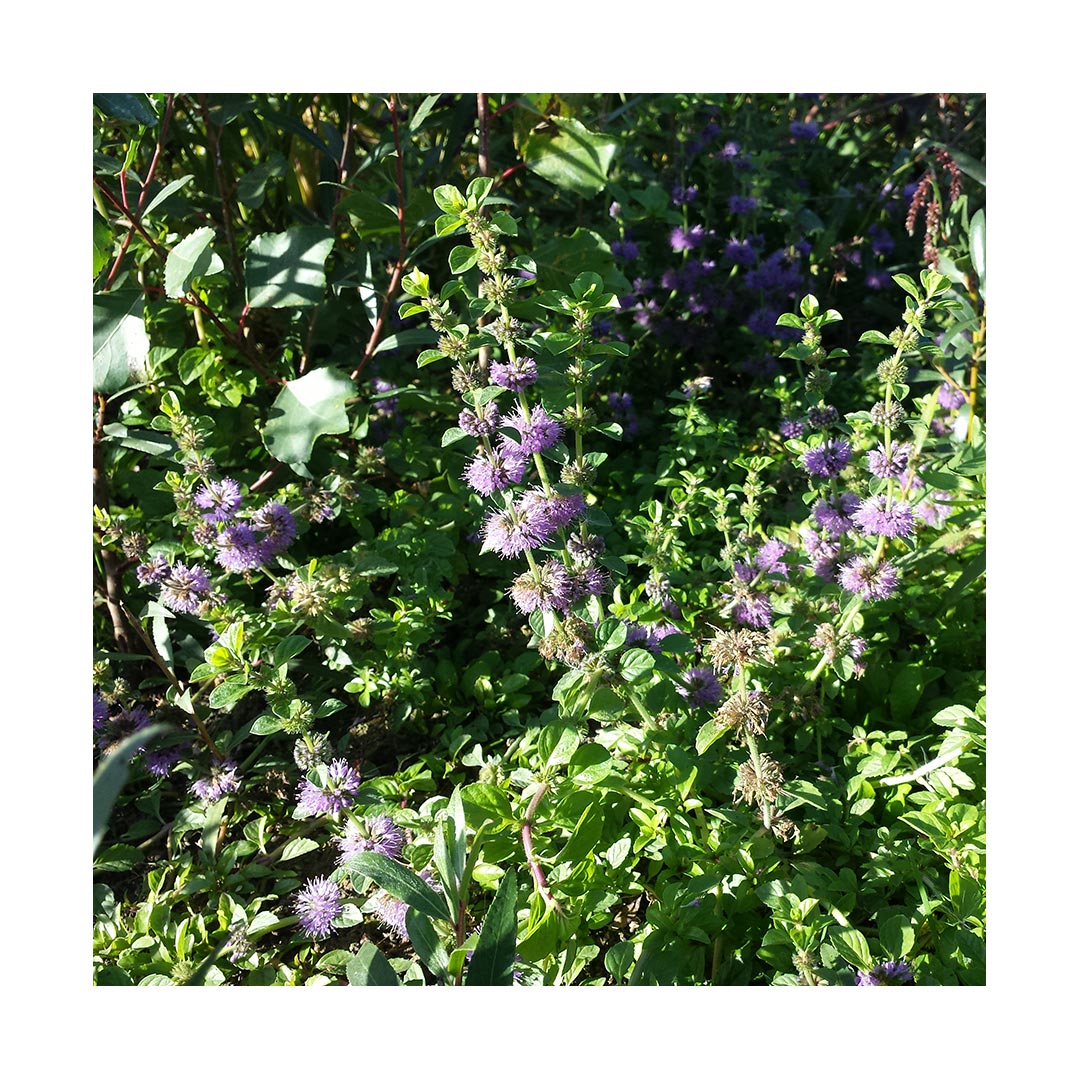 Pennyroyal Leaf (Organic)