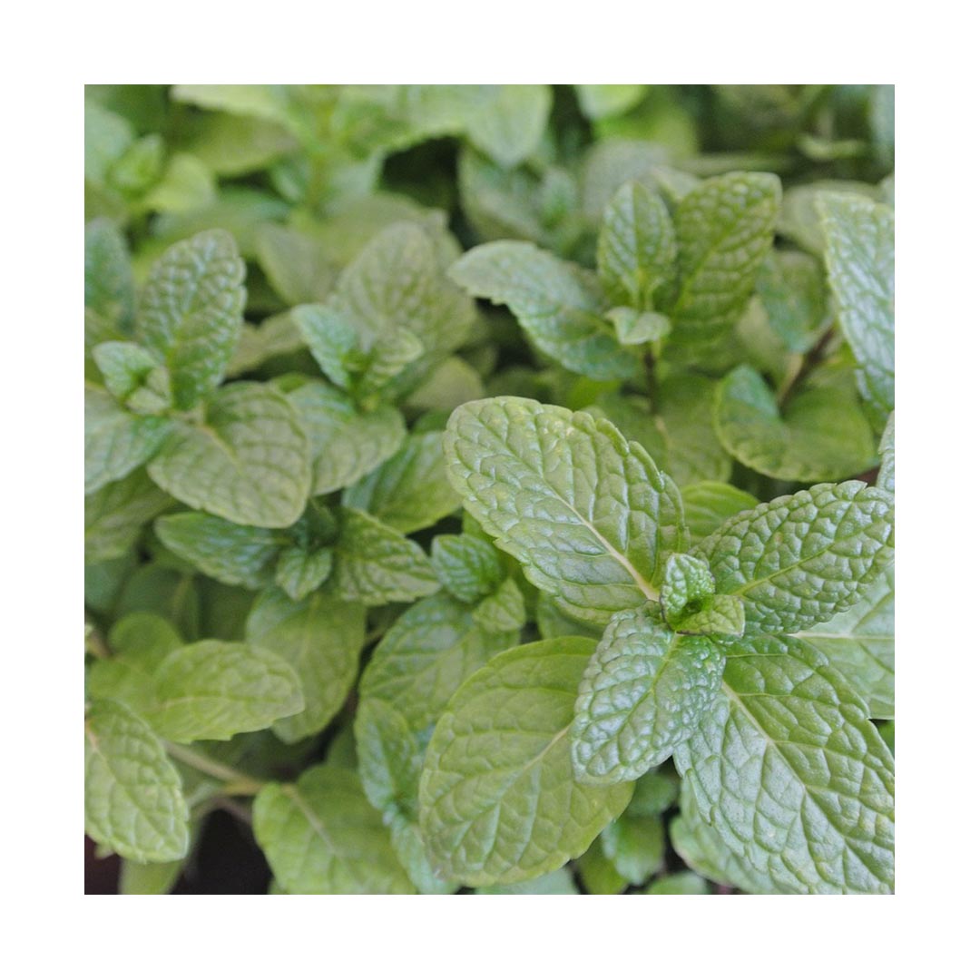 Peppermint Leaf