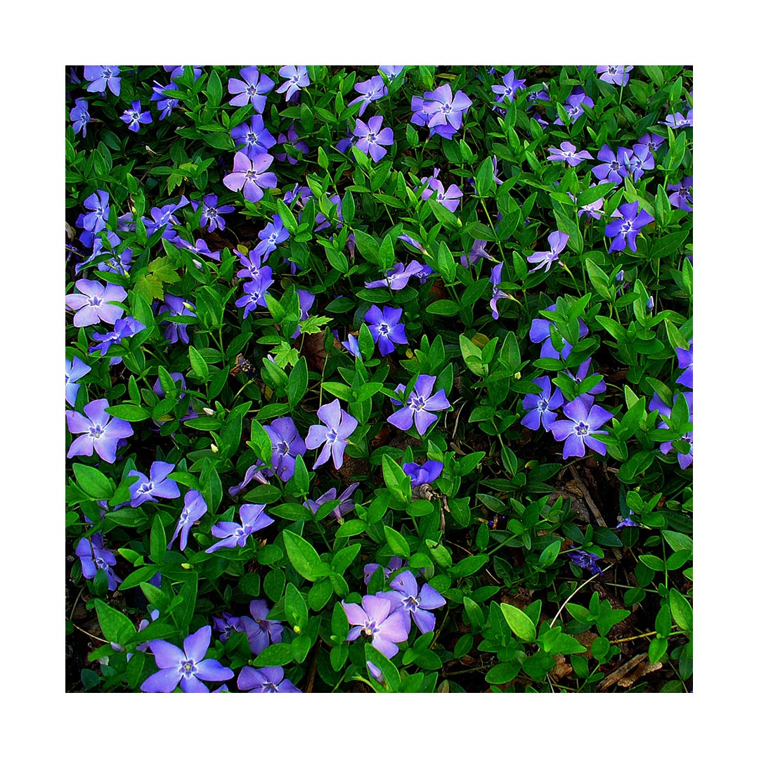 Periwinkle (Organic)
