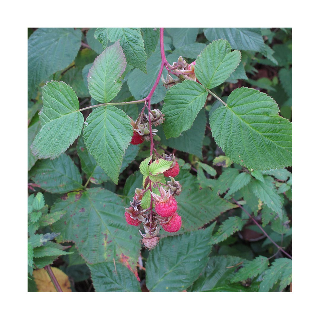 Raspberry Leaf (Organic)