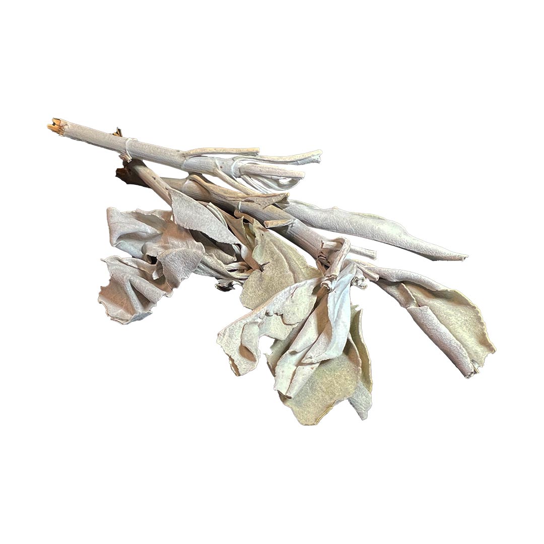 White Sage Leaves