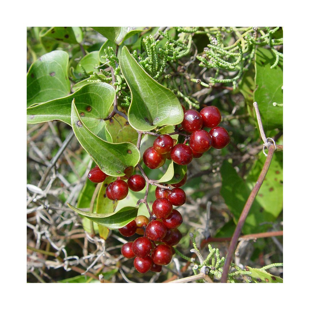Sarsaparilla Root