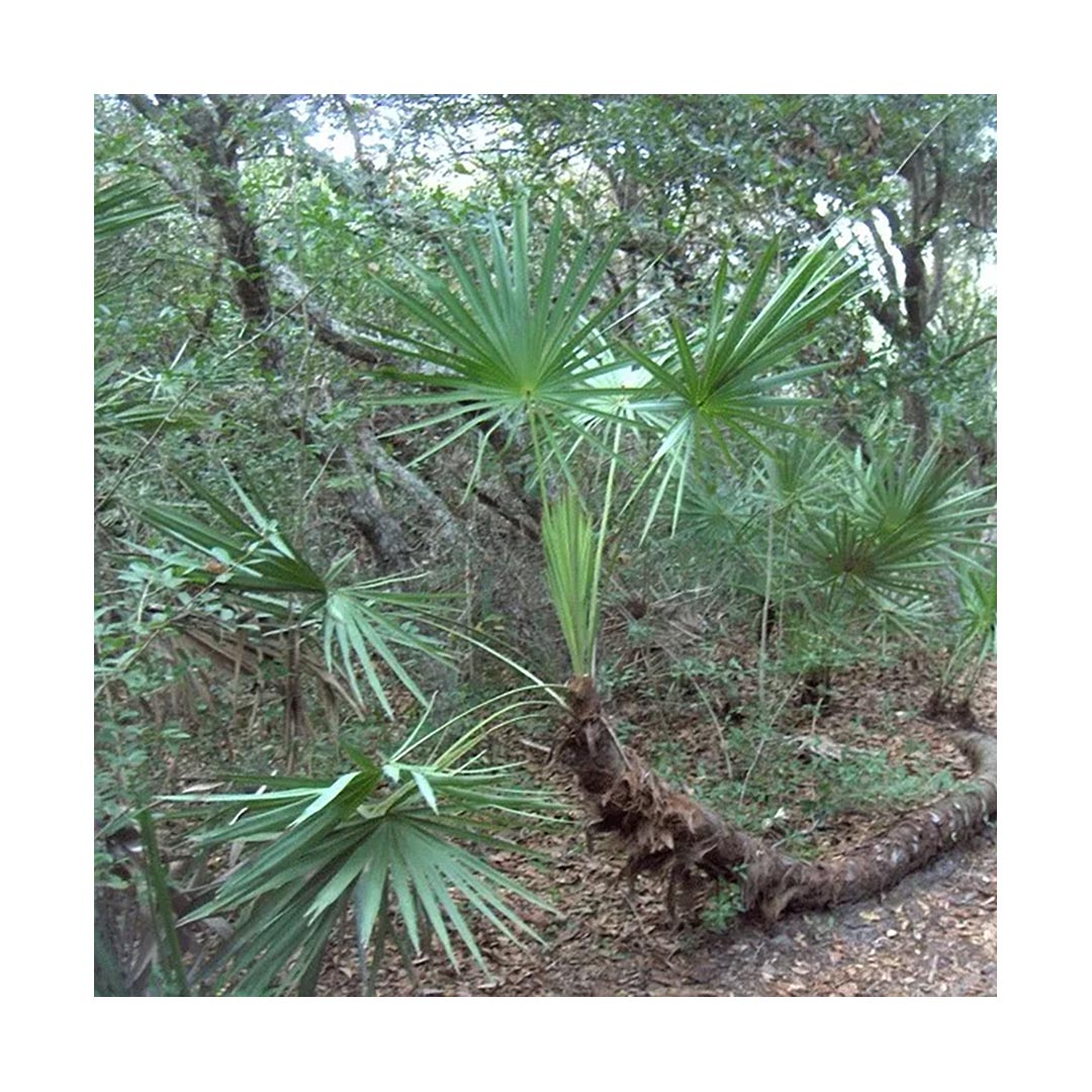 Saw Palmetto Berry