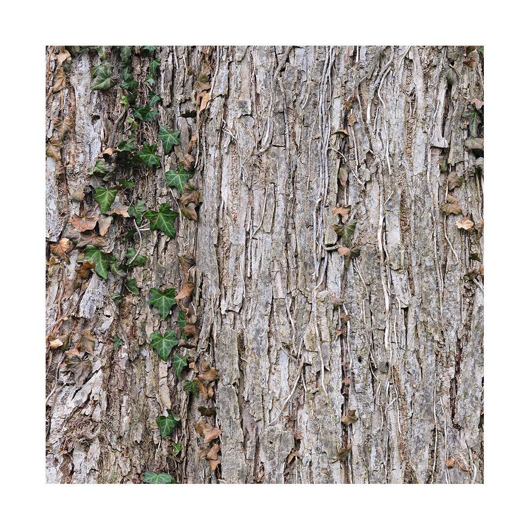 Slippery Elm Bark (Organic)