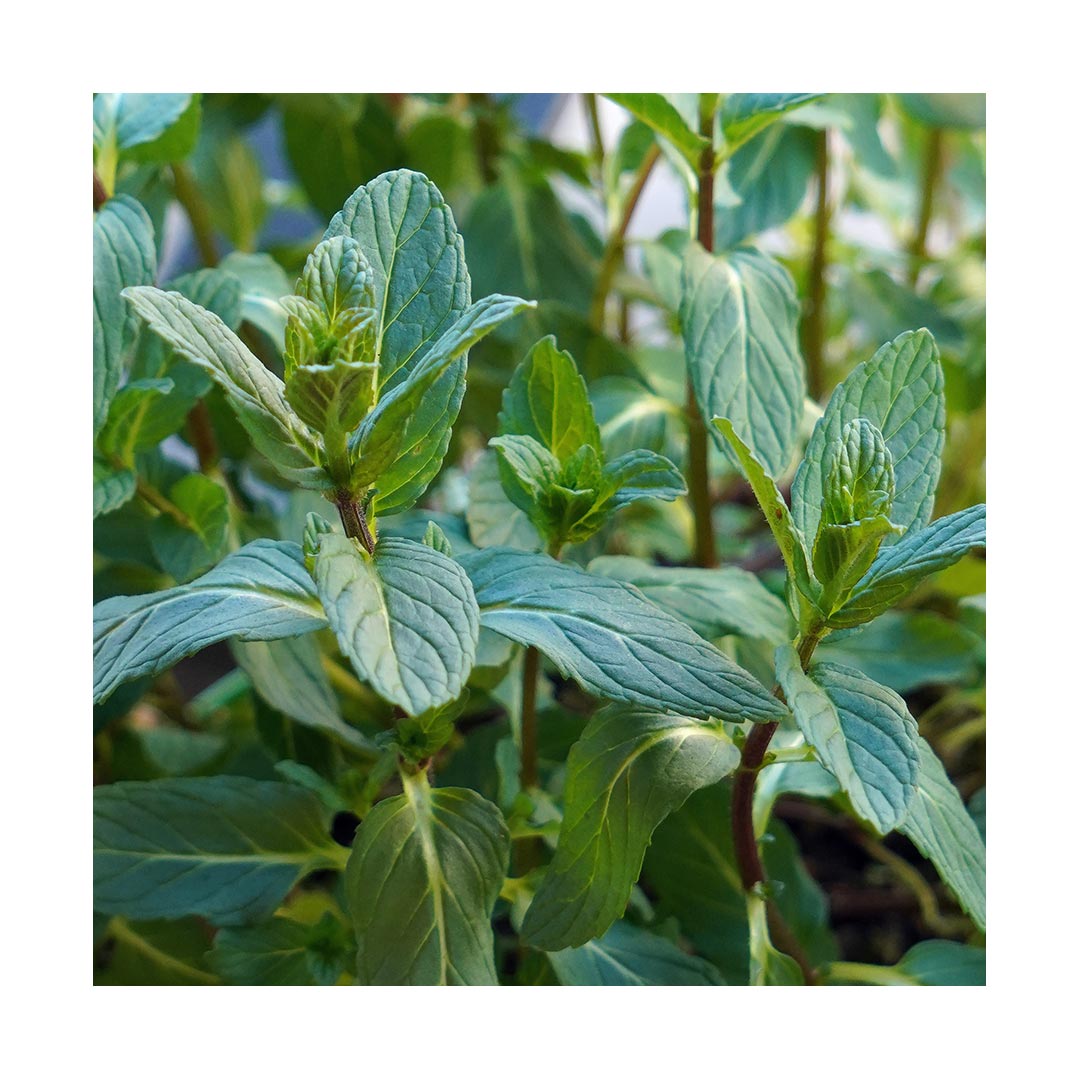 Spearmint Leaf (Organic)
