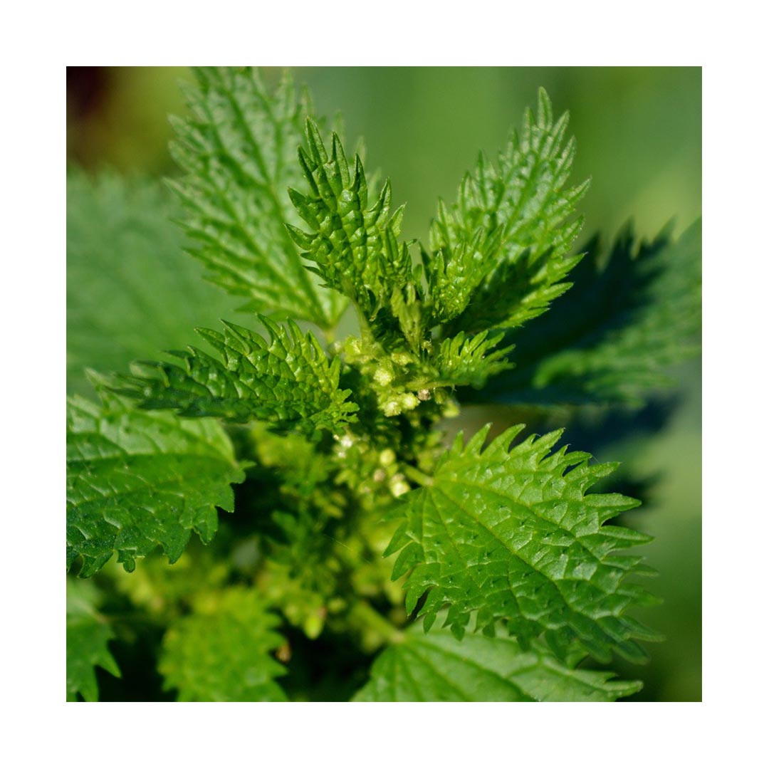 Nettle Leaf (Organic)