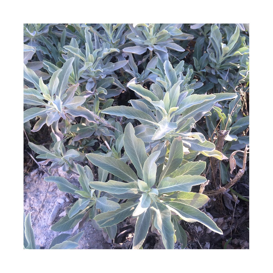 White Sage Leaves