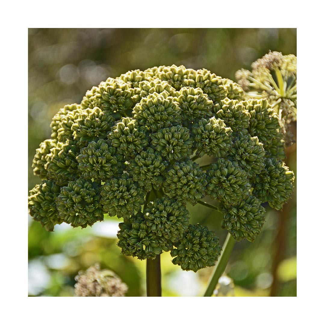 Angelica Root (Organic)