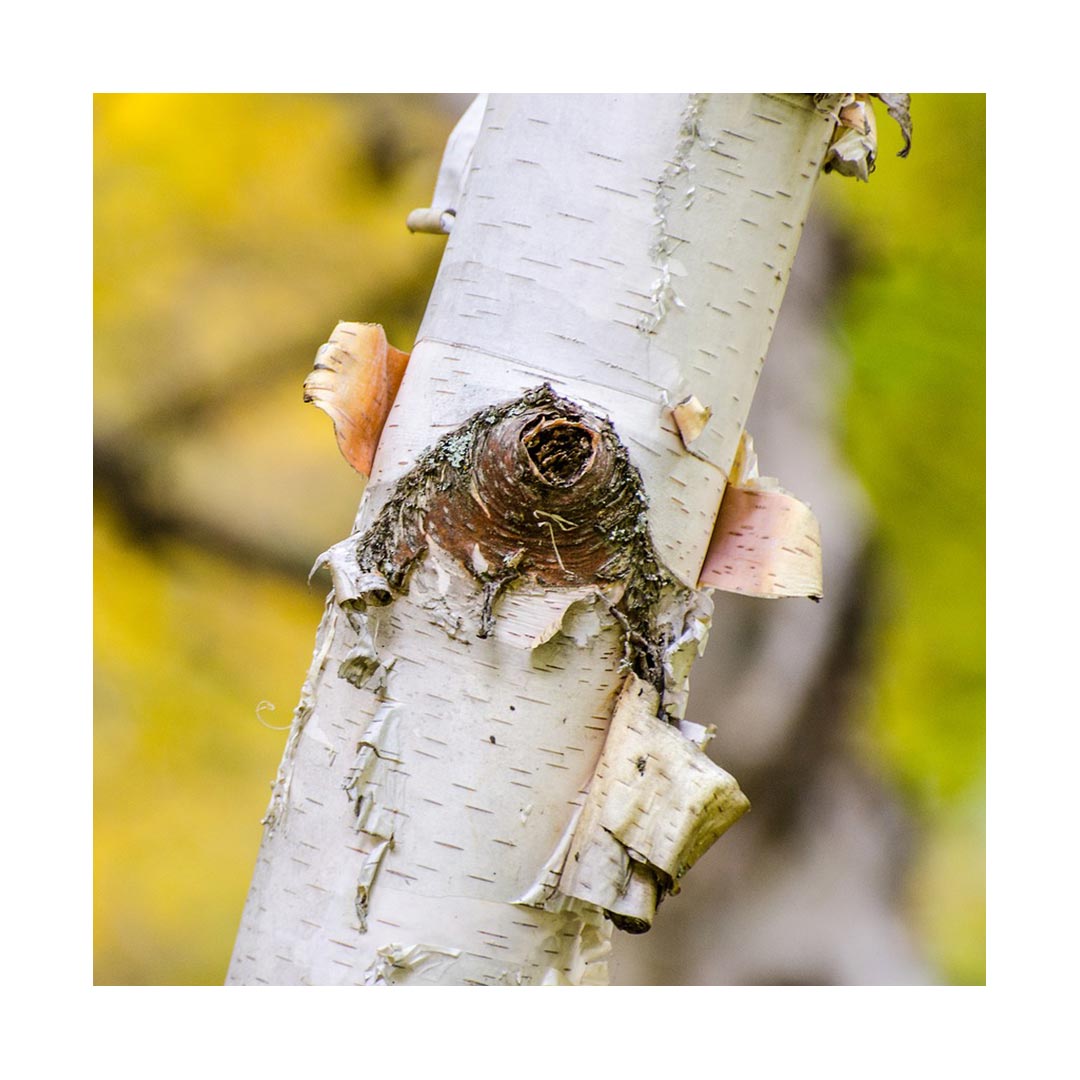 Birch Bark (Oragnic)