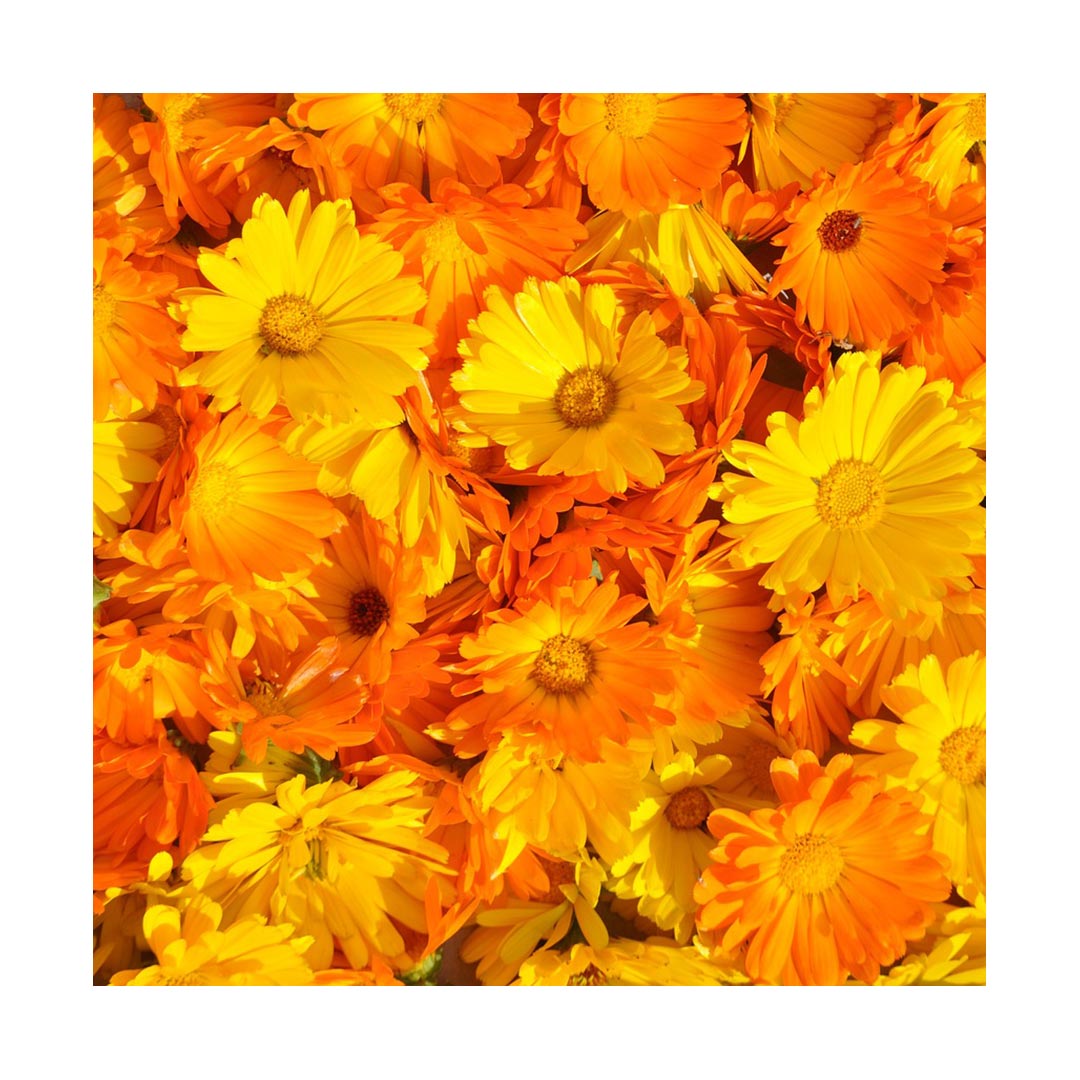 Calendula Flowers (Organic)