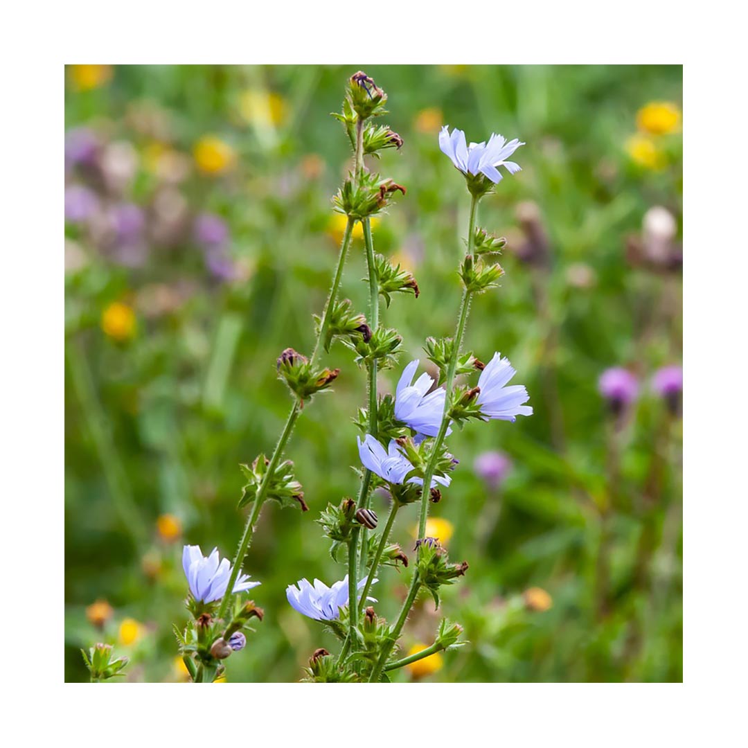 Chicory Root (Organic)