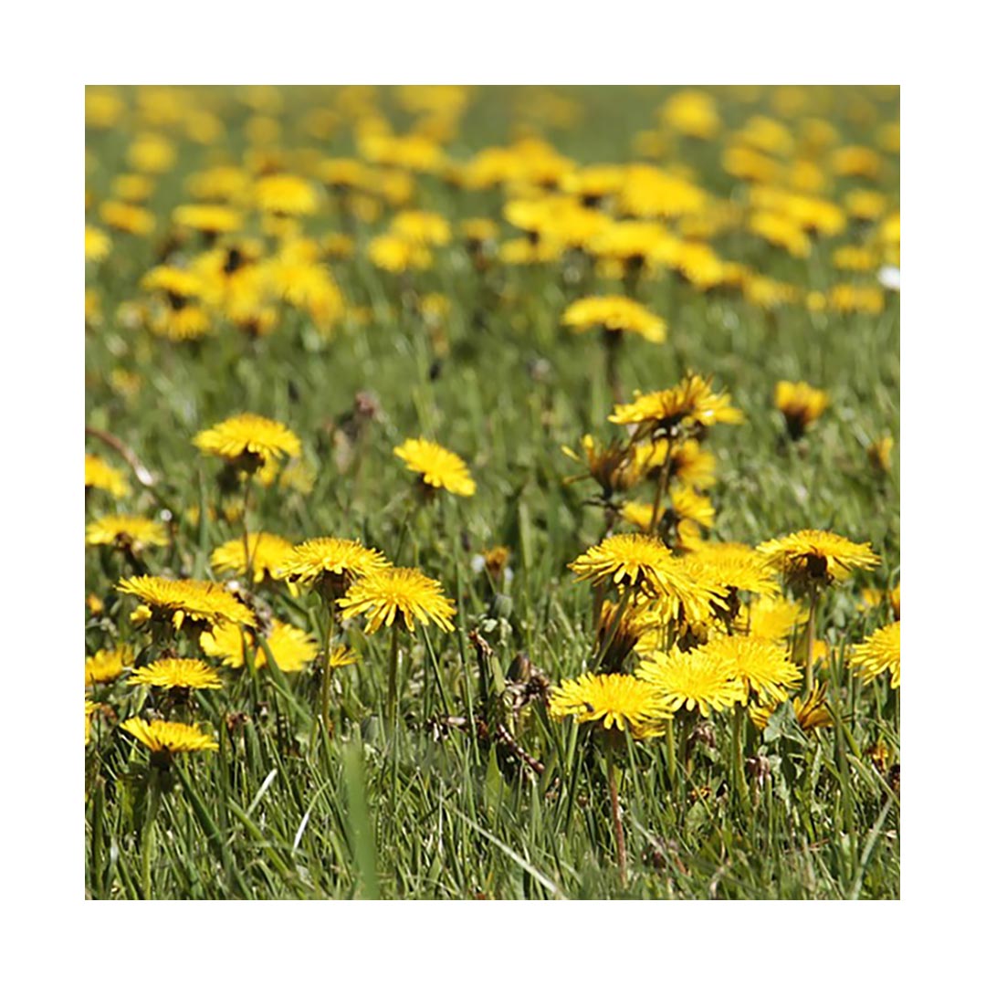 Dandelion Root (Organic)