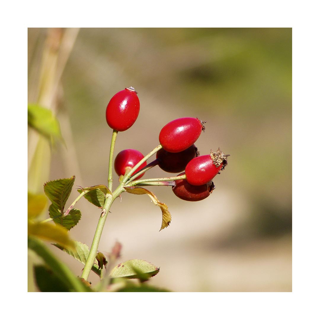 Rosehips (Organic, Seedless)