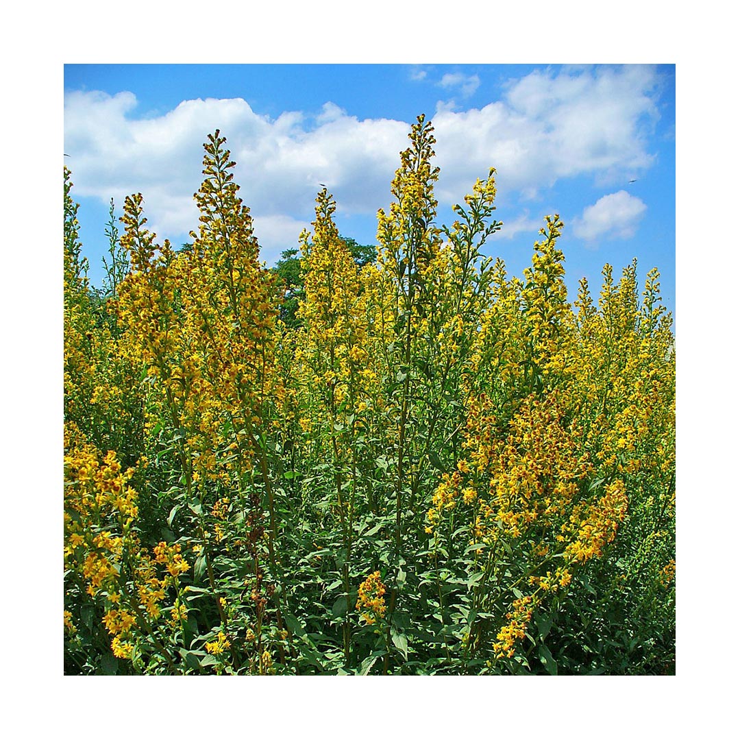 Goldenrod (Organic)