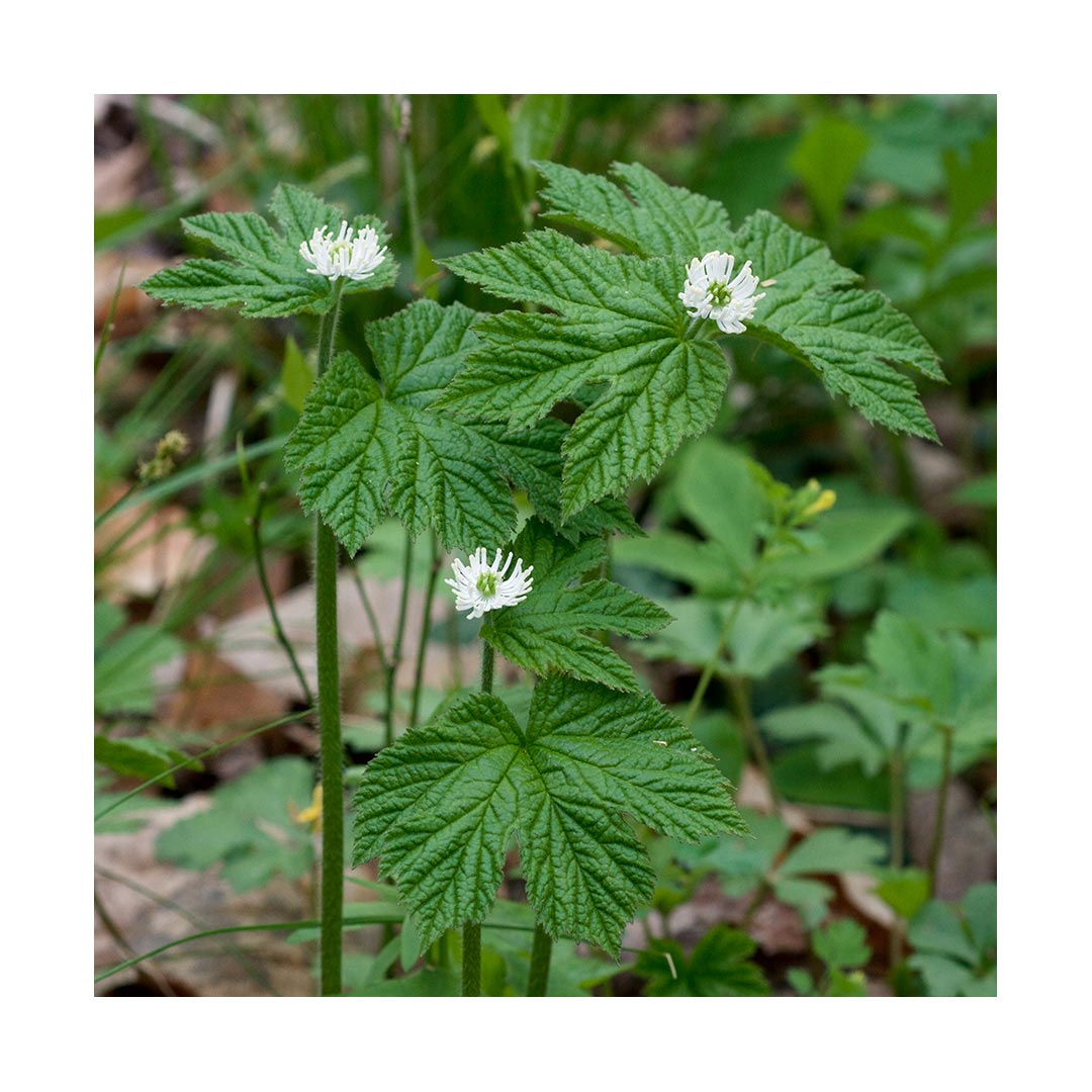 Goldenseal Root (Organic)