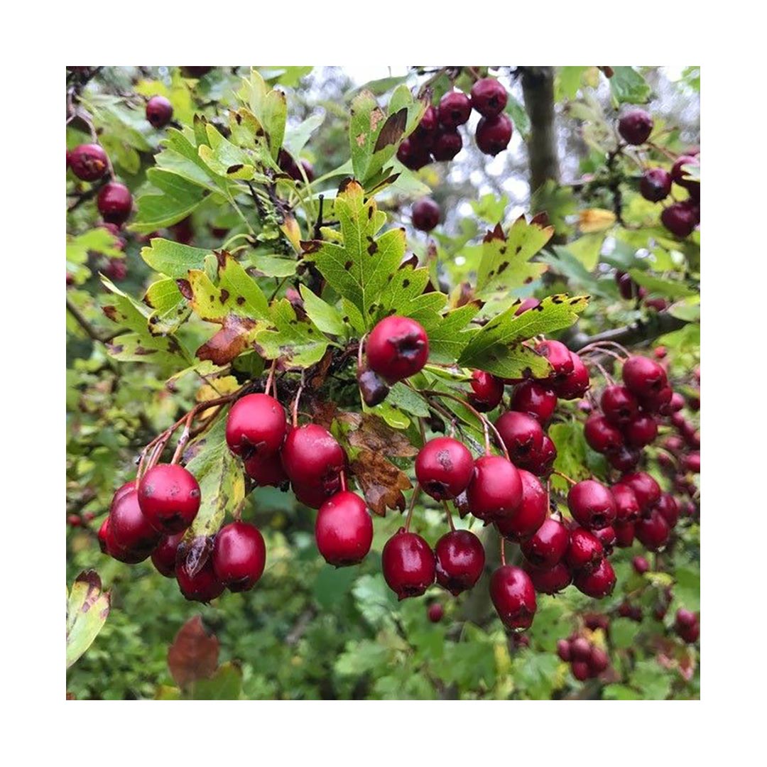 Hawthorn Berries (Organic)
