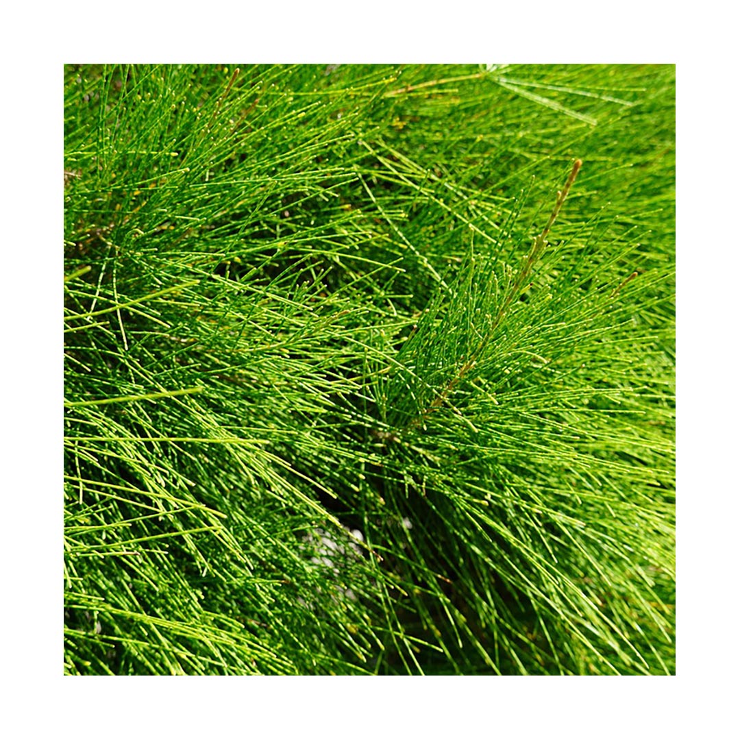 Shavegrass (Organic)