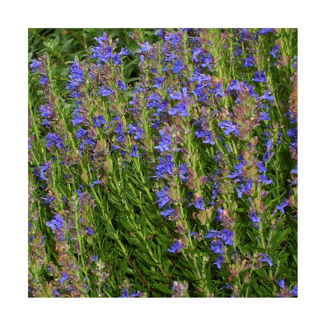 Hyssop (Organic)