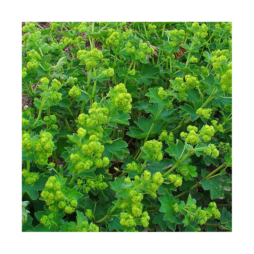 Lady's Mantle (Organic)