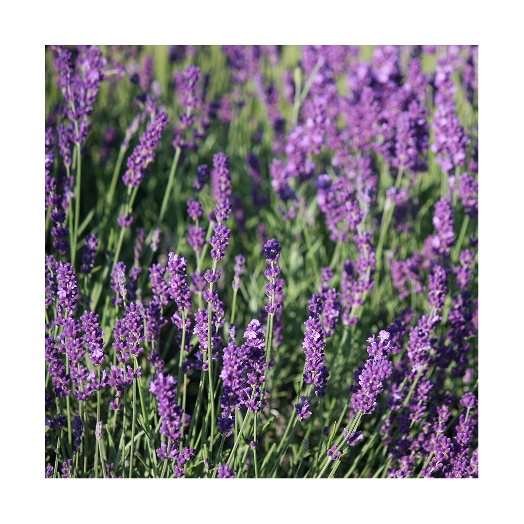 Lavender Flowers Extra (Organic)