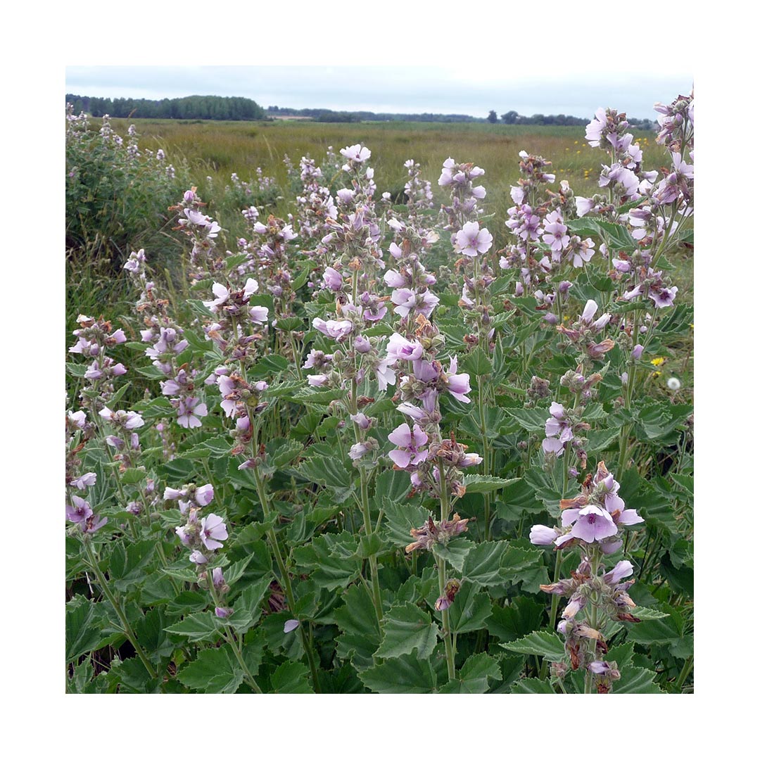 Marshmallow Root (Organic)