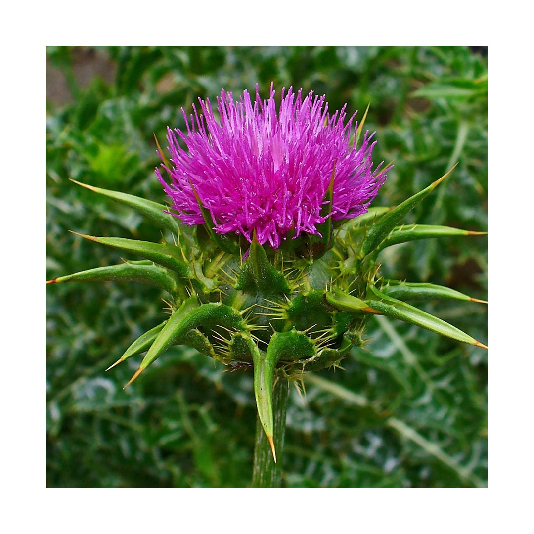 Milk Thistle Seed Powder (Organic)